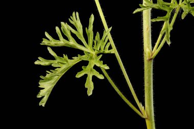 Musk Mallow (Malva moschata). Yaprak Kapanışı