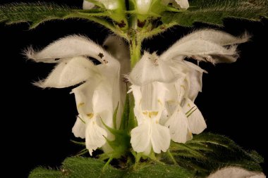 White Dead-Nettle (Lamium albümü). Inflorescence Detay Kapatma