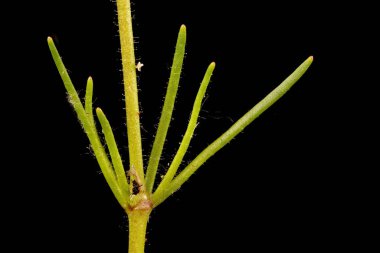 Mısır Spurrey (Spergula arvensis). Kök ve Yapraklar Kapalı