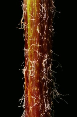 Kaplan zambağı (Lilium lancifolium). Kök Yakın Çekim