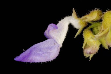 Boyalı Nettle (Plectranthus scutellarioides). Çiçek Kapanışı