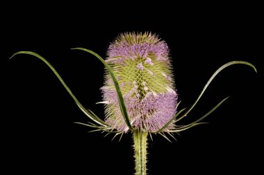 Wild Teasel (Dipsacus fullonum). Enfeksiyon. Yakın çekim.