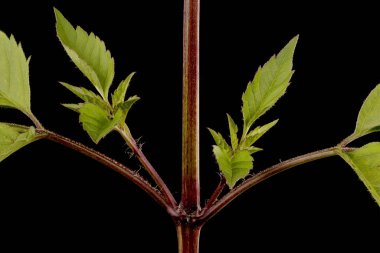 Genel Dilenciler (Bidens frondosa). Kök Ayrıntısı Kapatma