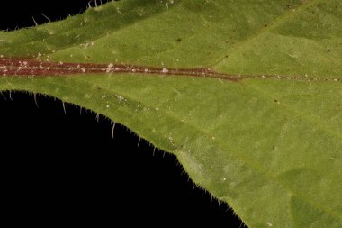 Borage (Borago officinalis). Yaprak Ayrıntısı Kapatma