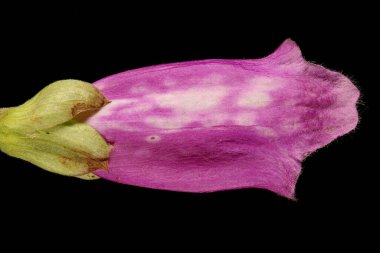 Yüksükotu (Digitalis purpurea). Çiçek Kapanışı