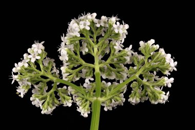 Valerian (Valeriana officinalis). Inflorescence Detay Kapatma