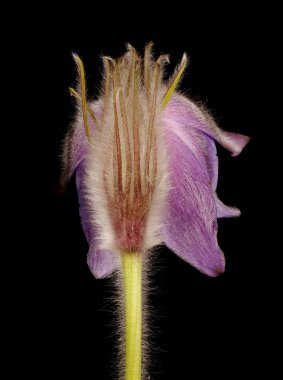 Doğu Pasqueflower (Pulsatilla patens). Çiçek Kapanışı