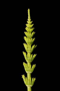 At kuyruğu (Equisetum arvense). Bitkisel çekim yakın çekim