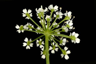 Yer Yaşlısı (Aegopodyum podagraria). Umbellule Kapanış