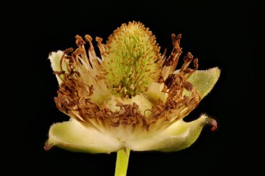 Çilekli Ahududu (Rubus illecebrosus). Genç Meyve Kapanışı