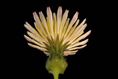 Perennial Sow-Thistle (Sonchus arvensis). Çiçekli Capitulum Kapanış