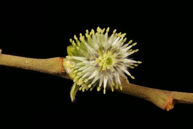 Keçi Söğüdü (Salix caprea). Kadın Enfeksiyon Çapraz Bölüm