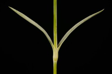 Bahçe Pembe (Dianthus plumarius). Kök ve Yapraklar Kapalı