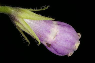 Genel (Symphytum officinale). Çiçek Kapanışı