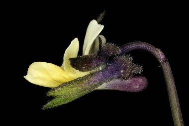 Field Pansy (Viola arvensis). Çiçek Kapanışı