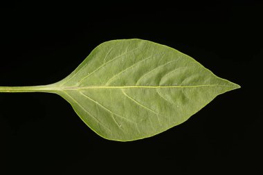 Tatlı Biber (Capsicum annuum). Yaprak Kapanışı