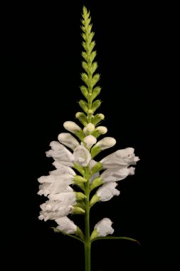 Sahte Ejderha Kafa (Physostegia virginiana). Enfeksiyon. Yakın çekim.