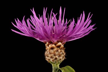 Kahverengi Knapweed (Centaurea jacea). Capitulum Kapanış