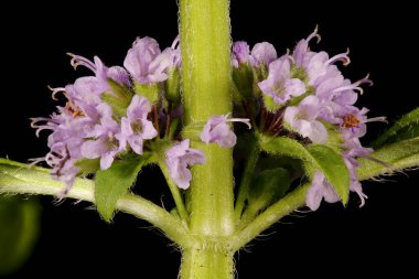 Nane Şekeri (Mentha arvensis). Enfeksiyon. Yakın çekim.