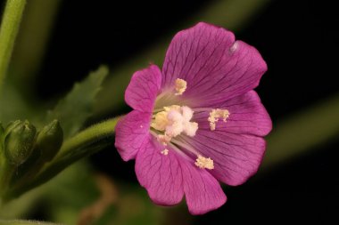 Great Willowhere (Epilobium hirsutum). Çiçek Kapanışı