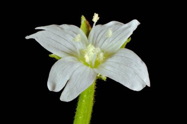 Marsh Willowhere (Epilobium palustre). Çiçek Kapanışı