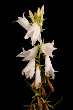 Dev Çan Çiçeği (Campanula latifolia). Enfeksiyon. Yakın çekim.