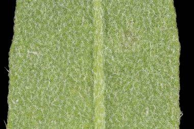 Beyaz Alison (Berteroa incana). Yaprak Ayrıntısı Kapatma