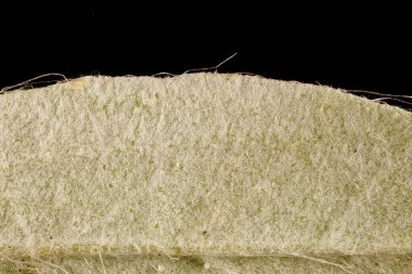 Mouse-Ear Hawkweed (Pilosella officinarum). Yaprak Ayrıntısı Kapatma