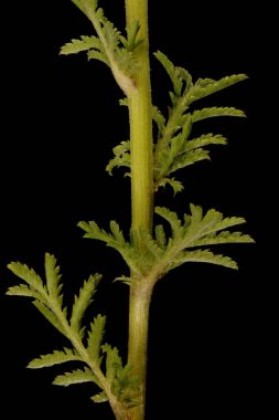 Sarı papatya (Cota tinctoria). Kök ve Yapraklar Kapalı