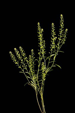 Yoğun çiçekli Pepperwort (Lepidium yoğunluğu). Alışkanlık