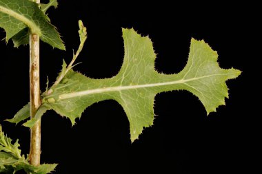 Dikenli Marul (Lactuca serriola). Yaprak Kapanışı