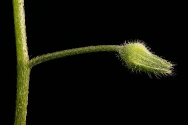 Field Forget-Me-Not (Myosotis arvensis). Calyx Kapanışı