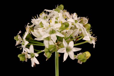 Chines Chives (Allium ramosum). Enfeksiyon. Yakın çekim.