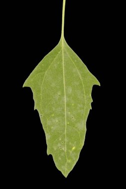 Fat-Hen (Chenopodium albümü). Yaprak Kapanışı