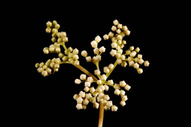 Meadowsweet (Filipendula ulmaria). Genç Infloresans Yakın plan