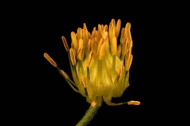 Portakal Kabuğu Klematis (Clematis tangutica). Yakınlaşmayı Engeller