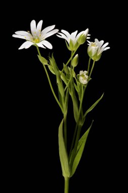 Daha büyük dikişotu (Stellaria holostea). Enfeksiyon. Yakın çekim.