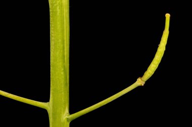 Şalgam Tecavüzü (Brassica rapa). Meyve Kapanışı