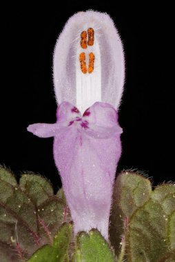 Kesik Yaprak Ölü Nettle (Lamium purpureum). Çiçek Kapanışı