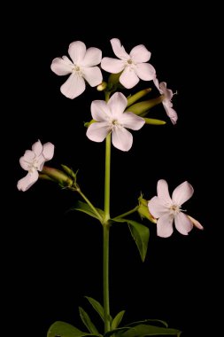 Soapwort (Saponaria officinalis). Enfeksiyon. Yakın çekim.
