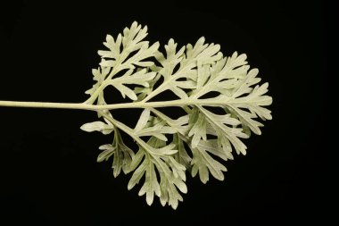 Wormwood (Artemisia absinthium). Yaprak Kapanışı