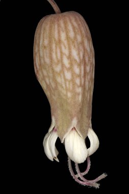 Mesane Campion (Silene vulgaris). Çiçek Kapanışı