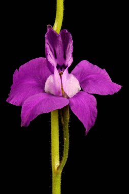 Çatallı Larkspur (Consolida regalis). Çiçek Kapanışı