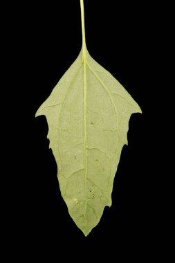 Fat-Hen (Chenopodium albümü). Yaprak Kapanışı