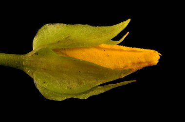 Sürünen Jenny (Lysimachia nummularia). Çiçekli Bud Kapanış