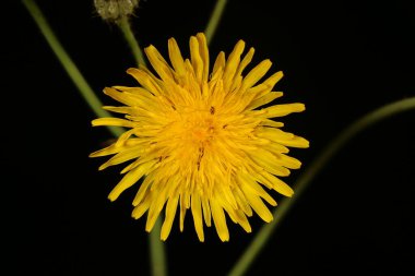 Perennial Sow-Thistle (Sonchus arvensis). Capitulum Kapanış