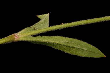 Nottingham Catchfly (Silene nutans). Kök ve Yapraklar Kapalı