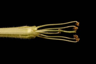 Tatlı Tütün (Nicotiana alata). Pistil ve Stamens Kapanış