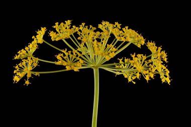 Dill (Anethum Graveolens). Enfeksiyon. Yakın çekim.