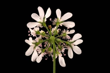 Kişniş (Coriandrum sativum). Inflorescence Detay Kapatma